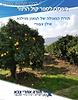 מפתח לספר קול התור - תורת הגאולה של הגר"א מוילנא / הרב אילן ציפורי