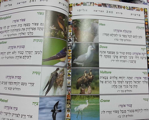 ברכות אליהו - הלכות ברכות הנהנין