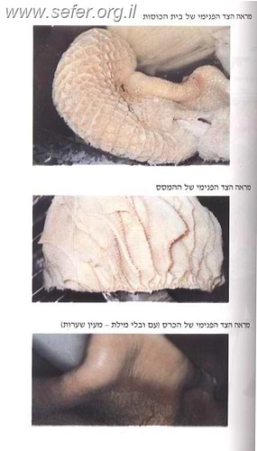 מאור למסכתות חולין, בכורות ושחיטת קדשים / ישראל מאיר לוינגר