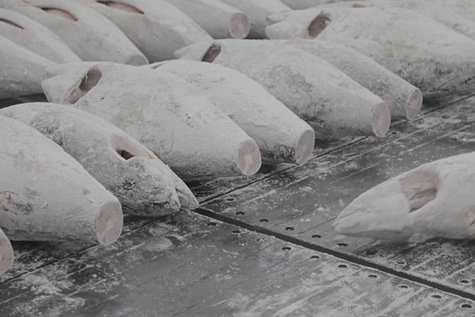 Cross sections of tuna tails