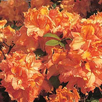 Lvfldende Azalea (Rhododendron luteum 'Jolie Madame')