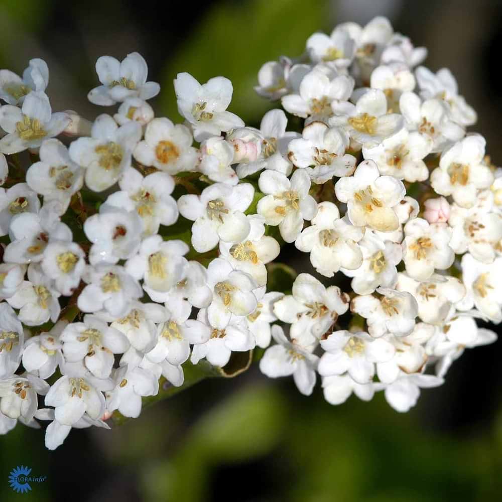 Snebollebusk (Viburnum burkwoodii 'Conoy') opstammet - Flere varianter 