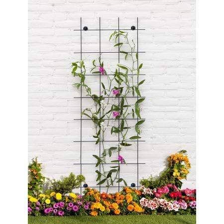 Espalier på væg