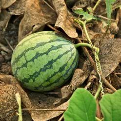 Vandmelon Plante 'Sugar Baby'
