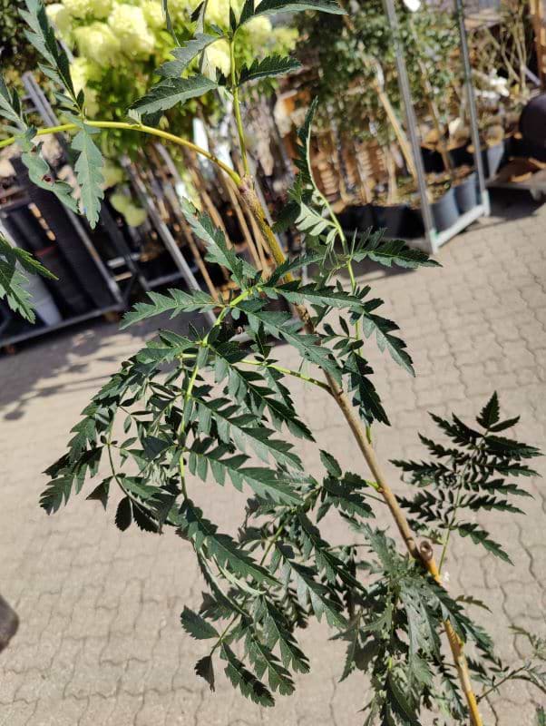 Sorbus aucuparia 'Aspleniifolia'