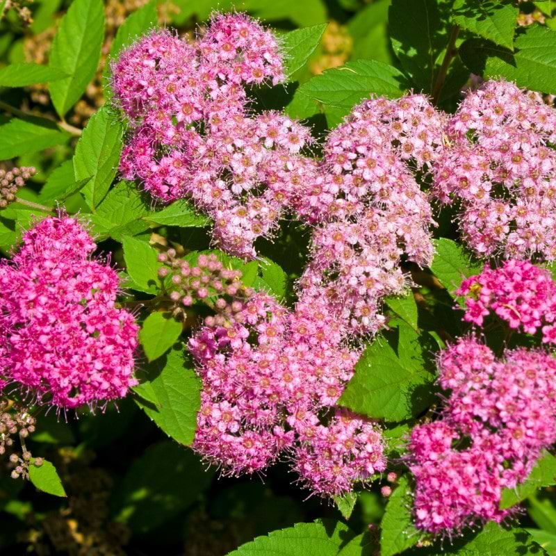 SPIREA ' DOUBLE PLAY GOLD'