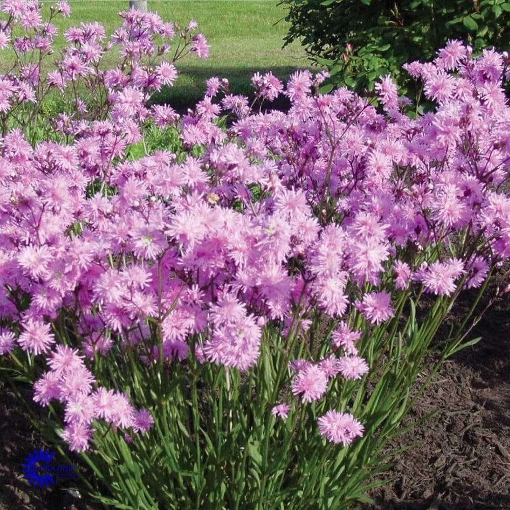lychnis petite jenny