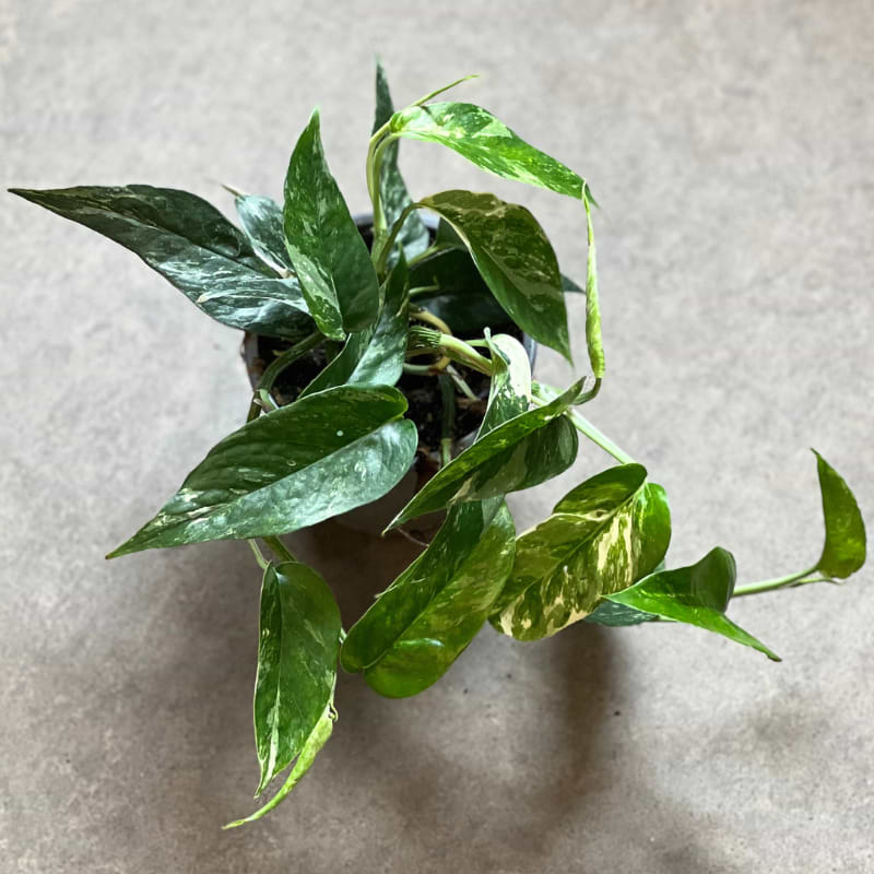 Guldranke (Epipremnun Pinnatum Variegata)