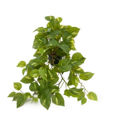 kunstig plante