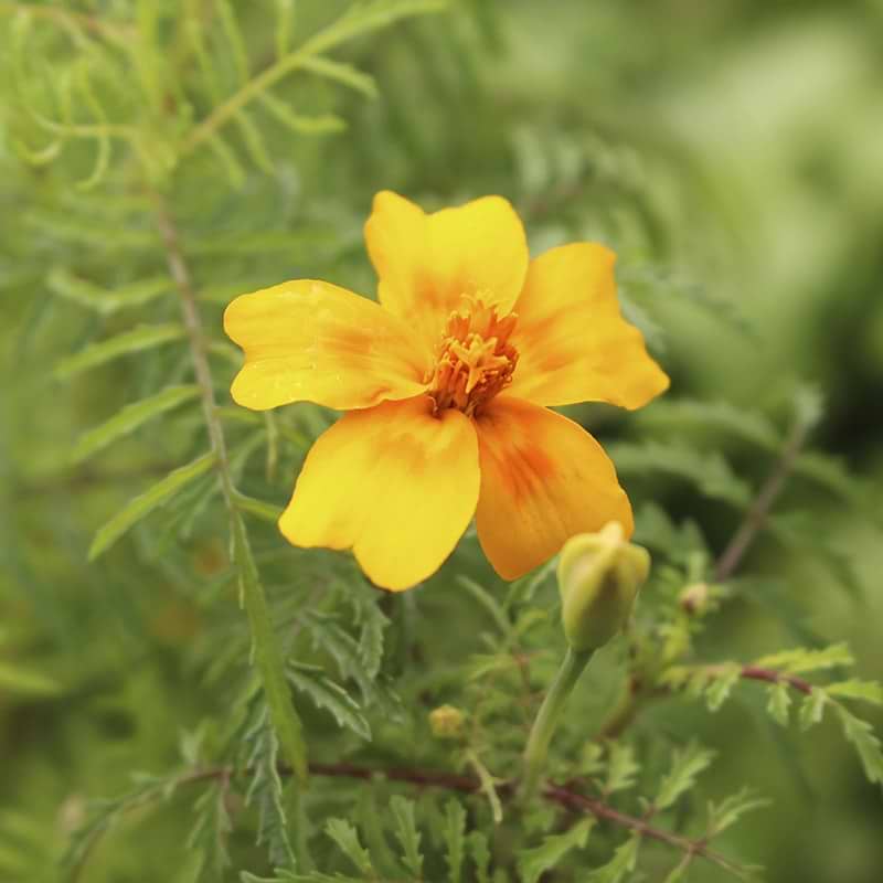 Appelsin tagetes blomst