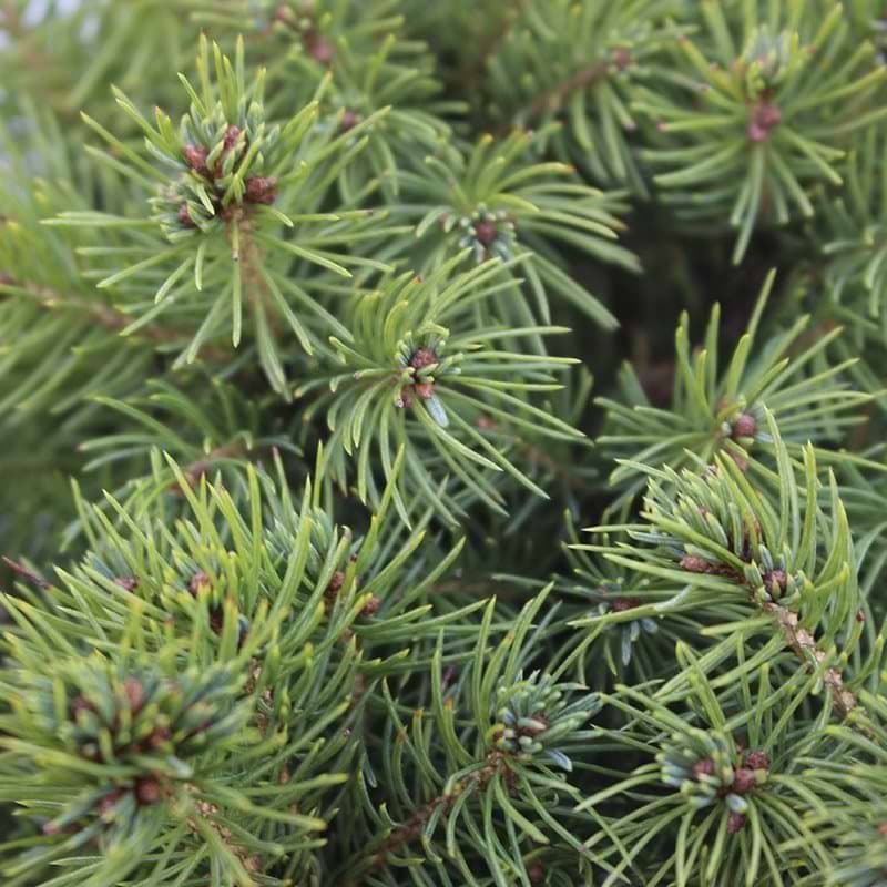 Picea glauca 'Conica'