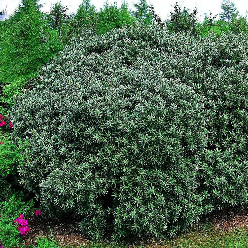 Havtorn han (Hippophae rhamnoides 'Hikul') 30-50cm