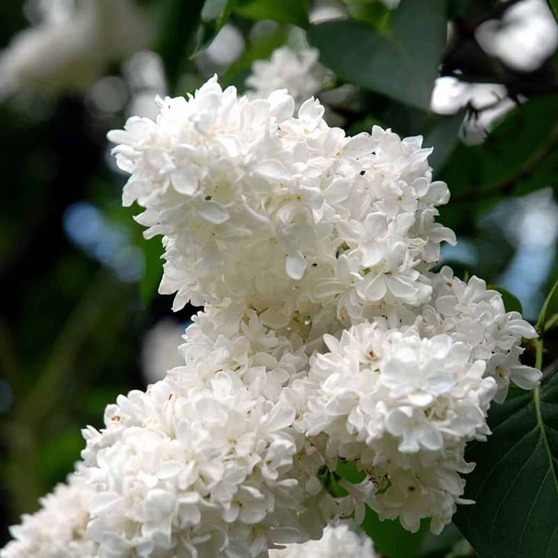 Lemoine