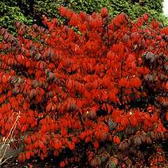 Vinget benved (Euonymus alatus 'Compactus') 60-80 cm