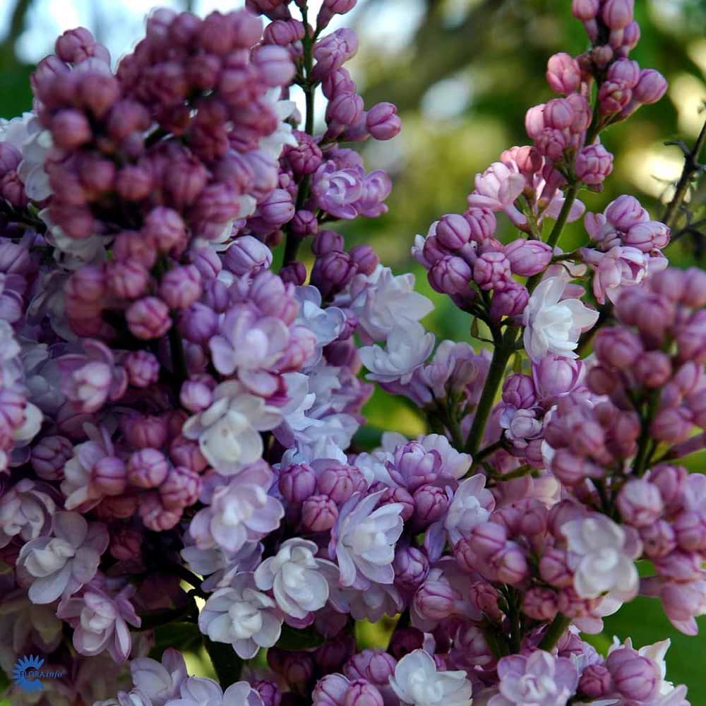 Ægte Syren Syringa vulgaris 'Victor Lemoine'