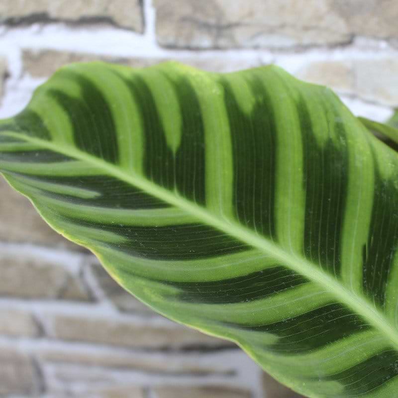 smukt blad med flere farver