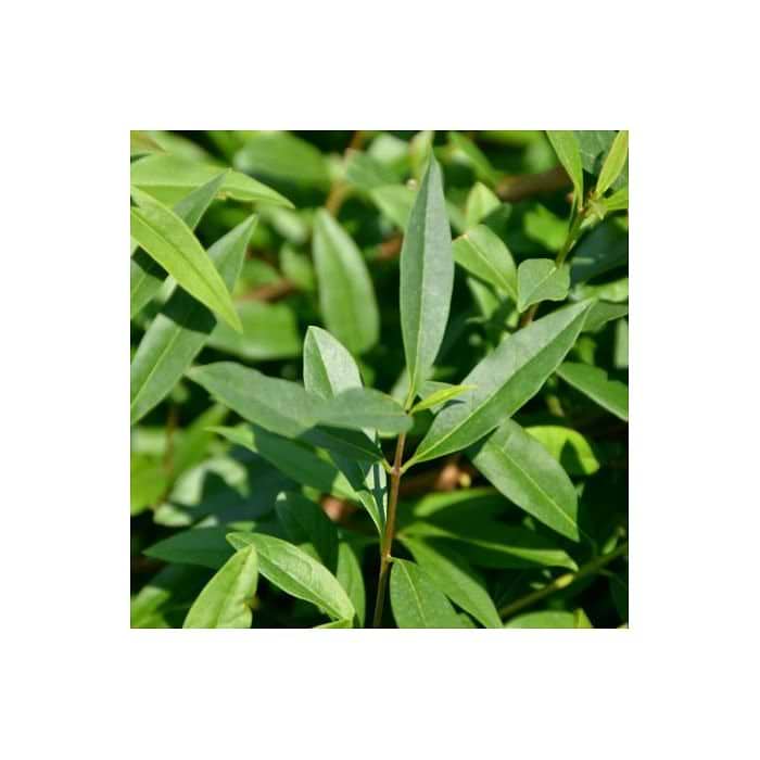 Liguster (Ligustrum v. 'Listrum') 150 cm - Frdighk