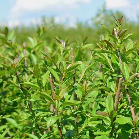 Liguster (Ligustrum vulgaris 'Atros') 150 cm - Frdighk