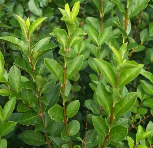 liguster ovalifolium færdighæk