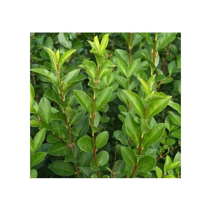 Liguster (Ligustrum v. 'Ovalifolium') 180 cm - Frdighk