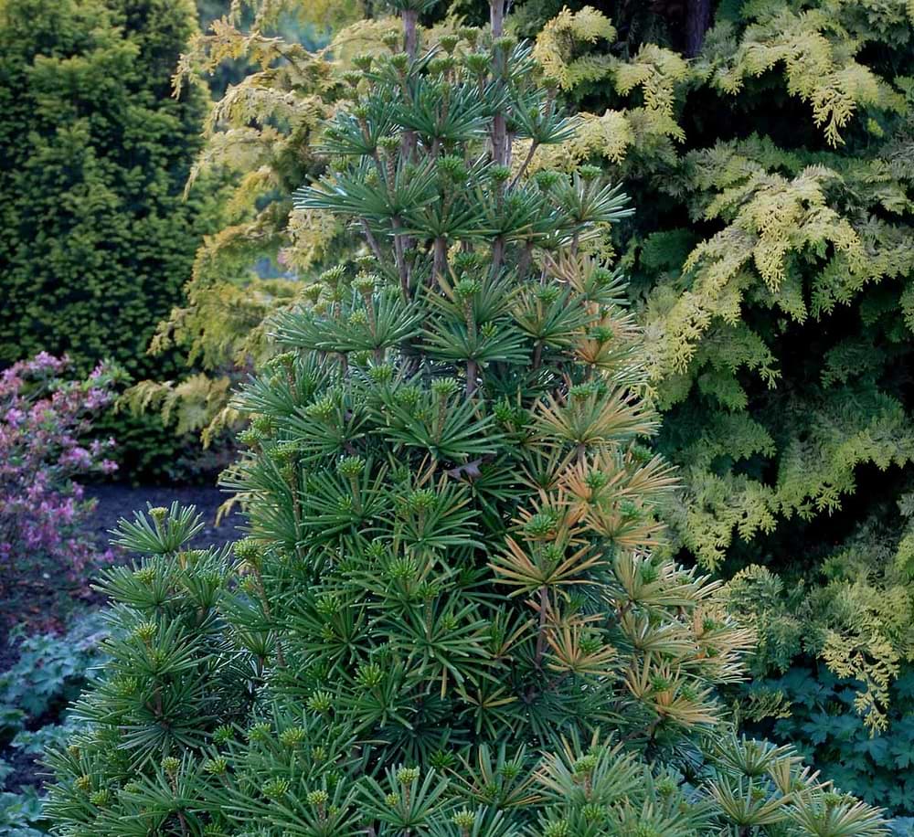 Parasolgran (Sciadopitys verticillata 'Sternschnuppe') 25-30 cm