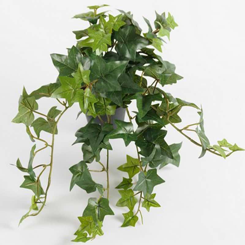 Grøn hedera
