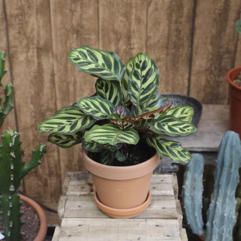 Fiskebensplante Calathea Makoyana
