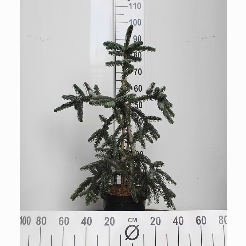 Abies pinsapo Glauca 