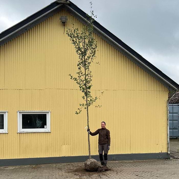 Rød-el (Alnus glutinosa) Stammeomkreds 12-14 cm | Jespers Planteskole ...