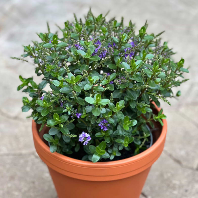 Hebe - Sommerblomst - Lilla blomst