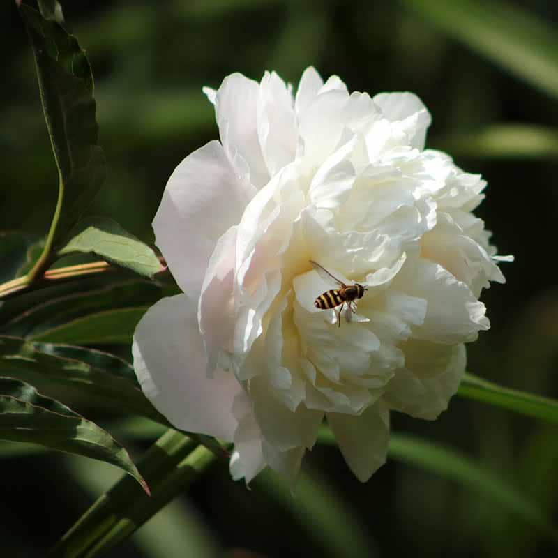 Pæon Paeonia Itoh Love Affair