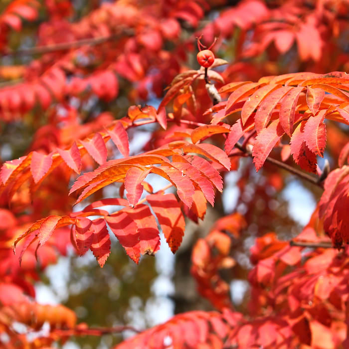Japansk Røn (Sorbus commixta 'Fireball') Opstammet 200 cm OH 6-8 cm | køb!
