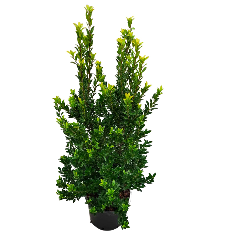 ilex maximowicziana 'kanehirae 40-60 cm