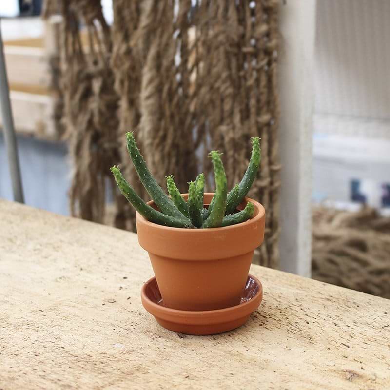 euphorbia inermis kaktus