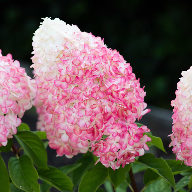 Living Hortensia (Hydrangea paniculata 'Pink & Rose') PBR Opstammet - Flere varianter