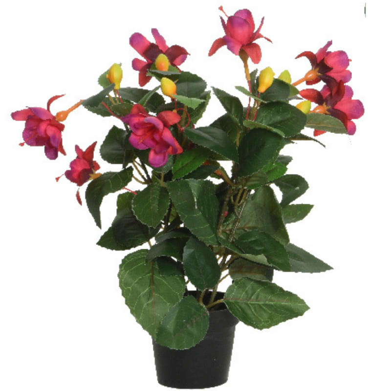 fuchsia i potte lilla/rød