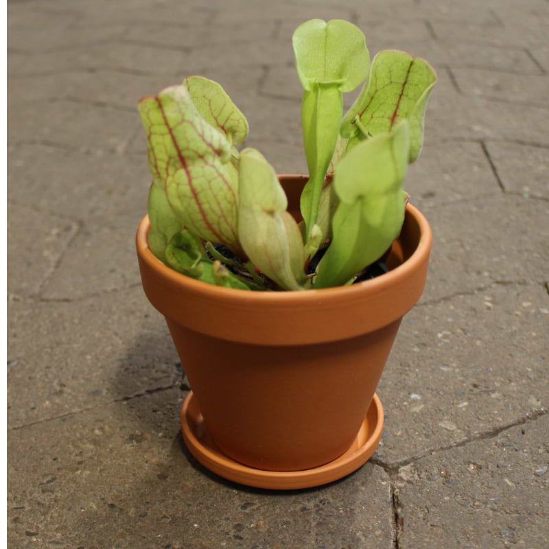 kædædende plante i terracotta krukke