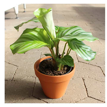 Kalathea (Calathea 'White miracle' (Goeppertia)) - se mere online