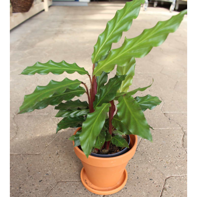 calathea rufibabra