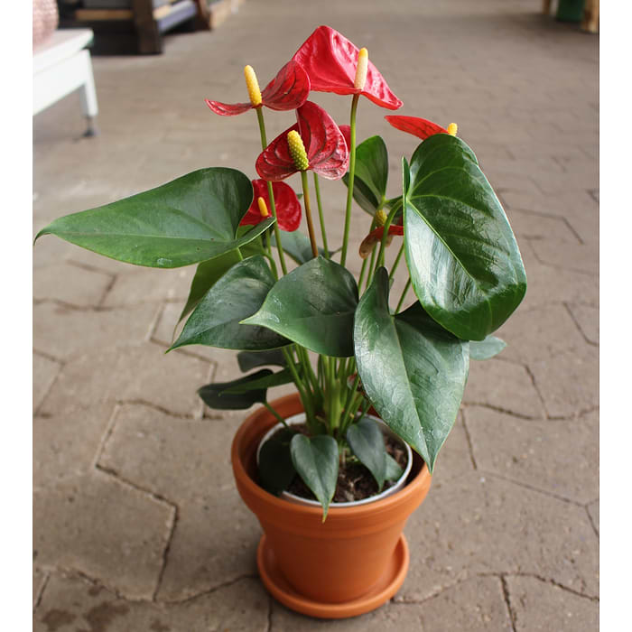 Flamingoblomst (Anthurium andreanum) | Rd |Kb online her