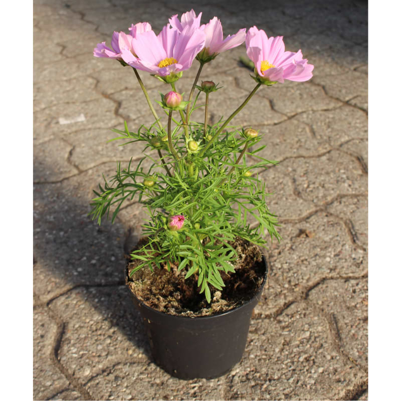 Cosmos Staude () Cosmos Staude