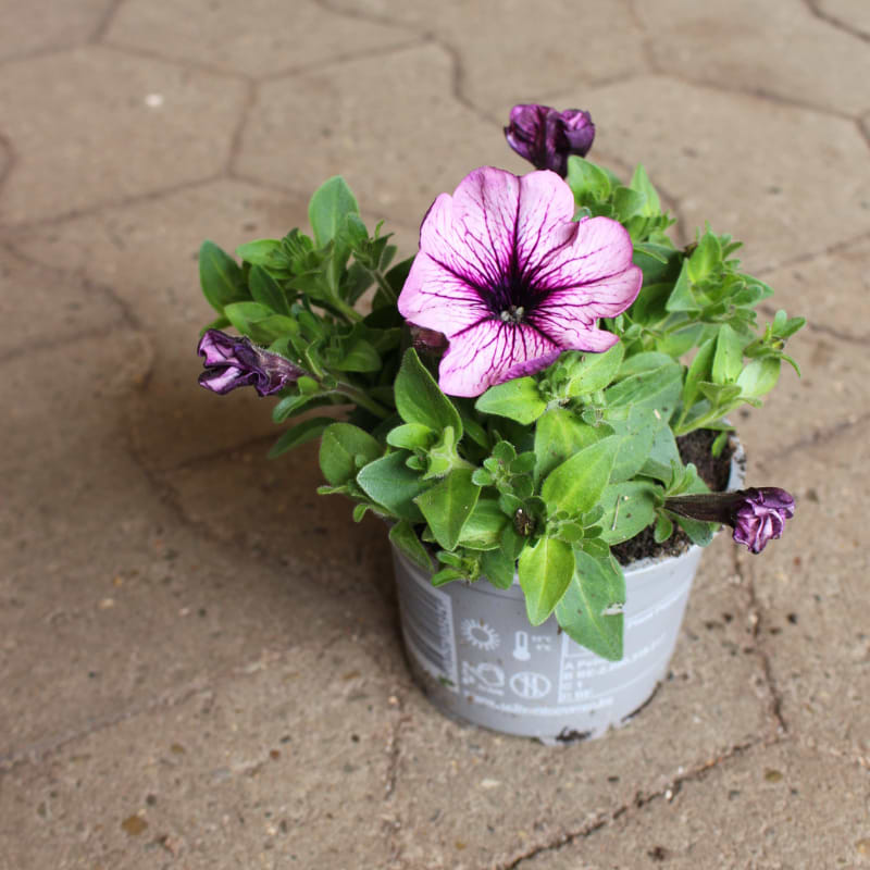 Alm. Petunia - Lilla nuancer