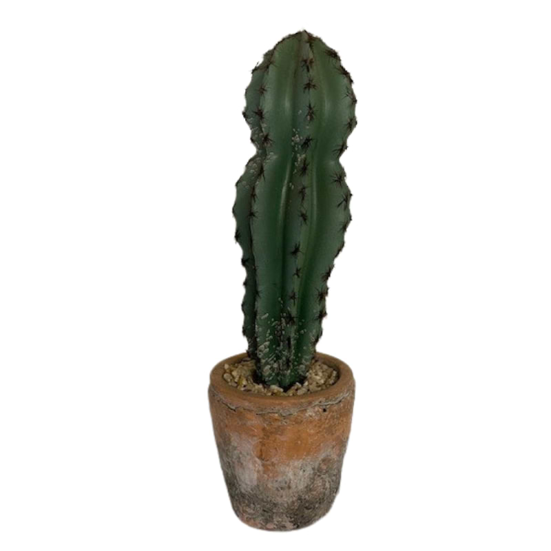 kaktus