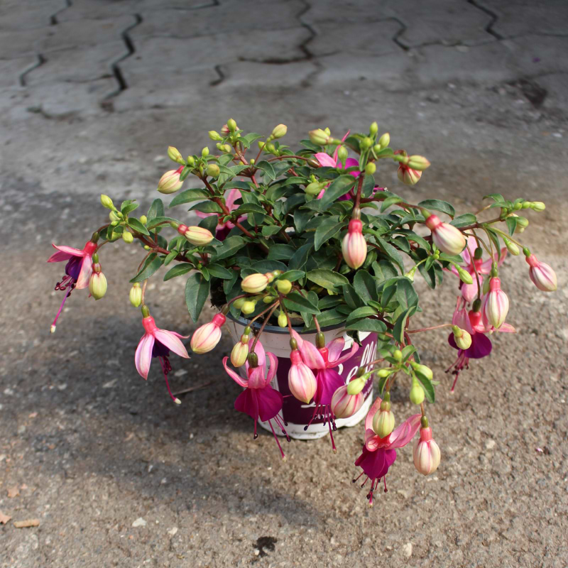 fuchsia 