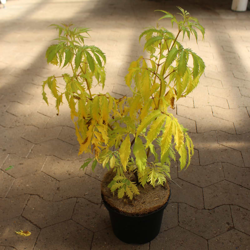 sambucus 