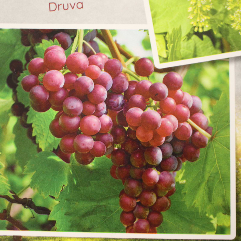 vitis vinifera katherina