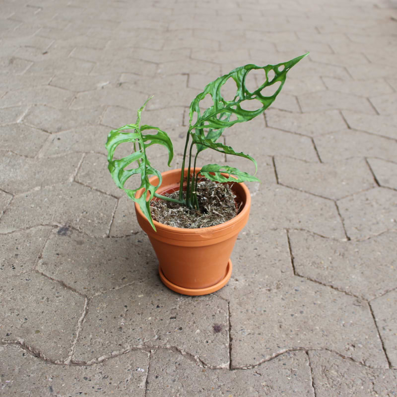 obliqua 'peru' 