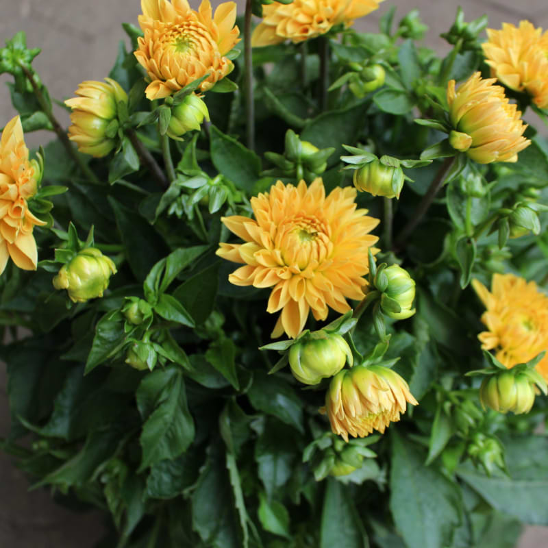 dahlia orange gul tæt på 