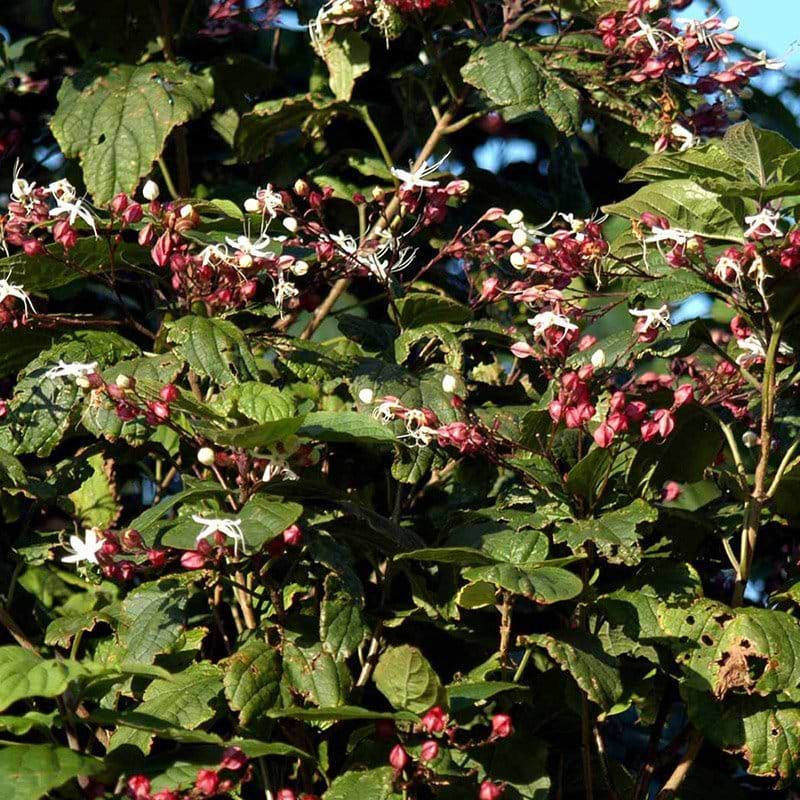 Skæbnetræ (Clerodendrum trichotomum) - Flere varianter 