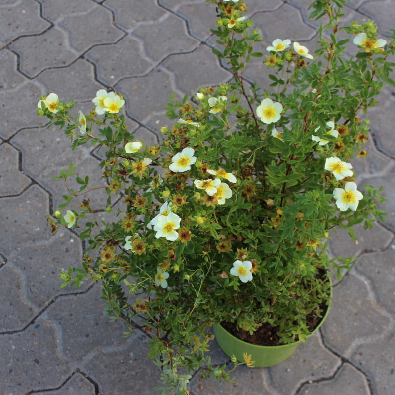 potentilla limelight